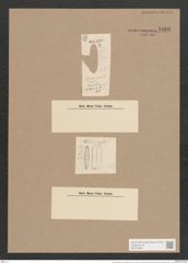 Synedra pulchella var. naviculacea Grun. (de-Toni-Nr.: Genus 66, Species 2582) Zeichnungen Sammlung Grunow Nr. 5166 (NHMW-BOT-W0373489)